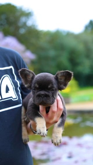 Fluffy Frenchie in London