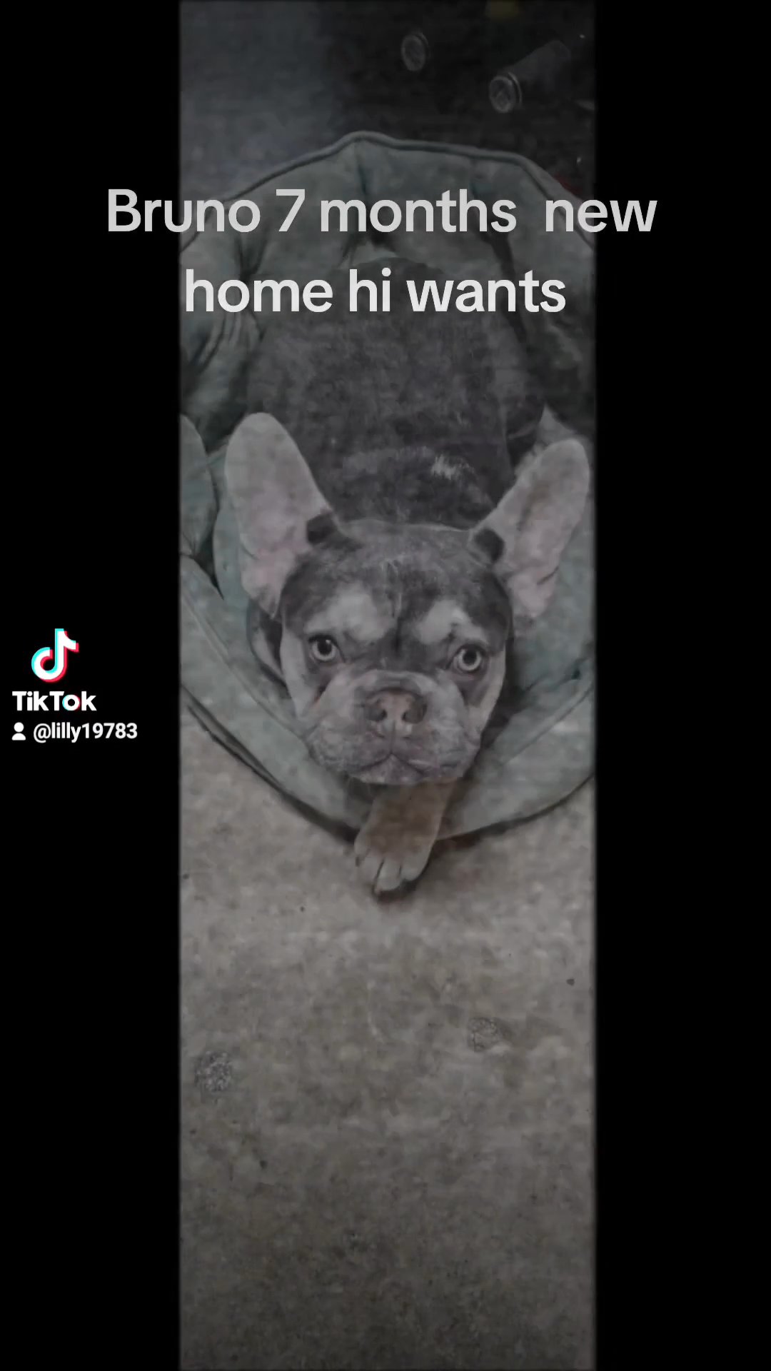 French bulldog in Wolverhampton