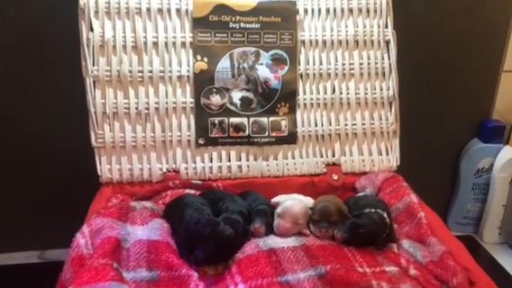 Toy Shihpoo Puppies in Blackpool