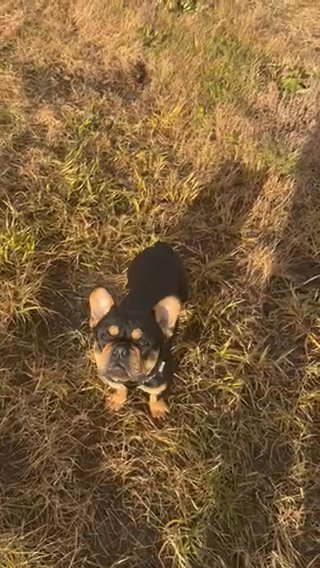 Stunning Working And Proven Frenchie Boy in Peterborough