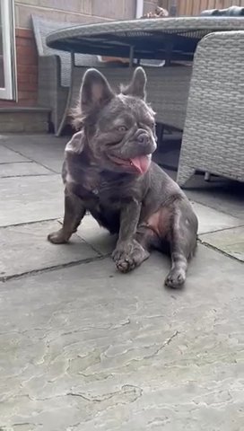 Fluffy Frenchie in Southampton