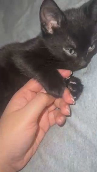 Black Fluffy Kitten Left in Birmingham
