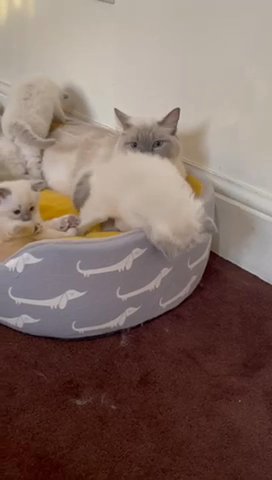 Pedigree Ragdoll Kittens For Sale 💖 💖💙💙 in Kirklees