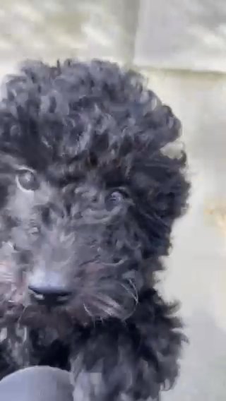 Last Adorable Flb Cavapoo Looking for his Forever Home in Flintshire