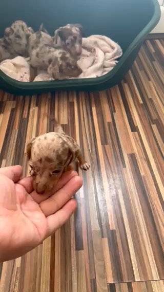 Miniature Dachshund in Manchester