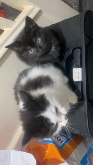 Ragdoll Cross Kittens in Birmingham