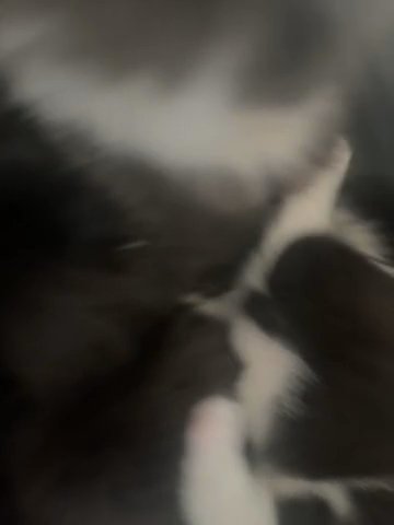 3 Beautiful Kittens in London