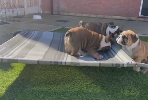 Cute English Bulldog in Manchester