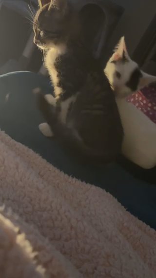 Two 6 Month Olds For Sale in Birmingham