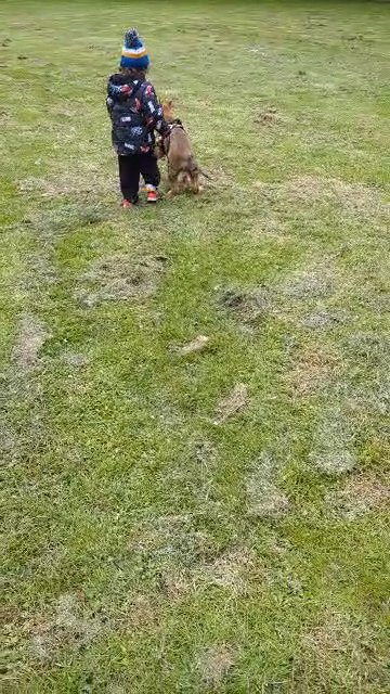 German Shepherd puppy in North Lincolnshire