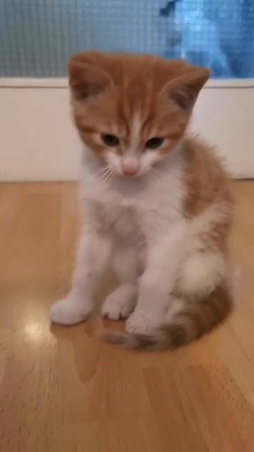 Need find new home in London