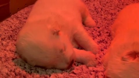 KC Registered Samoyed Puppies / Pedigree Puppies in London
