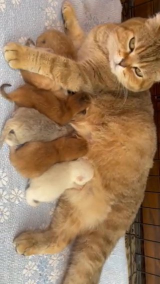 British Shorthair kittens in Hinckley and Bosworth