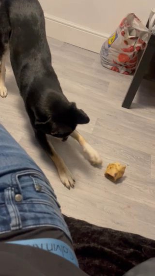 Rosie The Collie in Sheffield