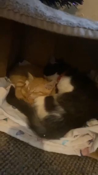 Beautiful Fluffy Kittens in Peterborough