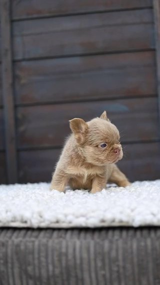 French Bulldogs in London