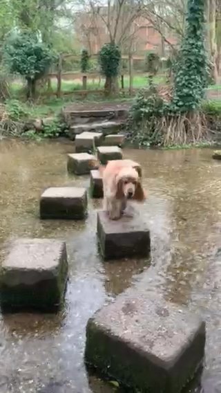 Cockapoo Needing New Home in North Hertfordshire