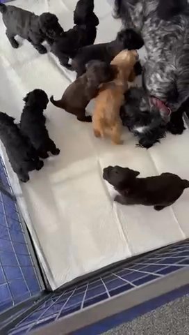 Amazing Cockapoo in Wakefield