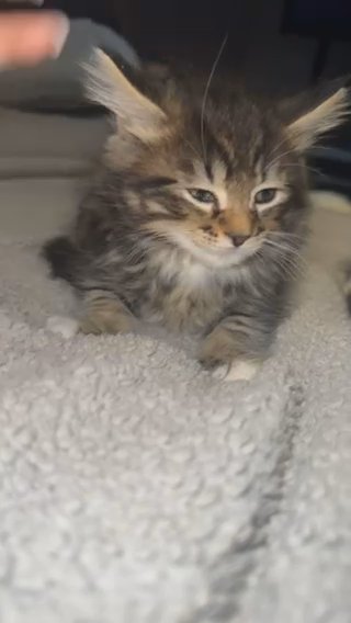 Two Kittnes in London