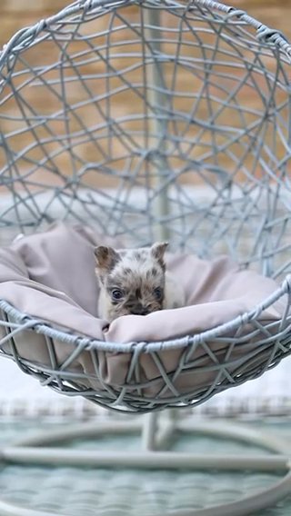 Fluffy French Bulldog in London