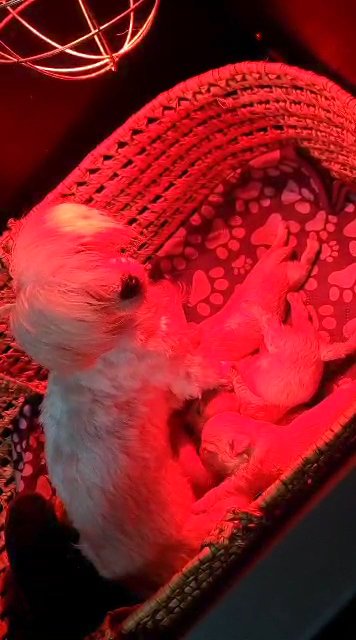 luxury mix of korean Maltese & Russian toy poodle maltipoo puppies in Birmingham