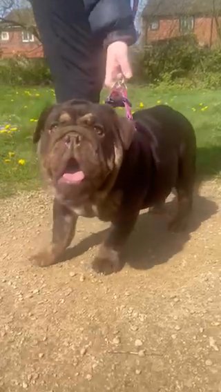 English Bulldog in Liverpool