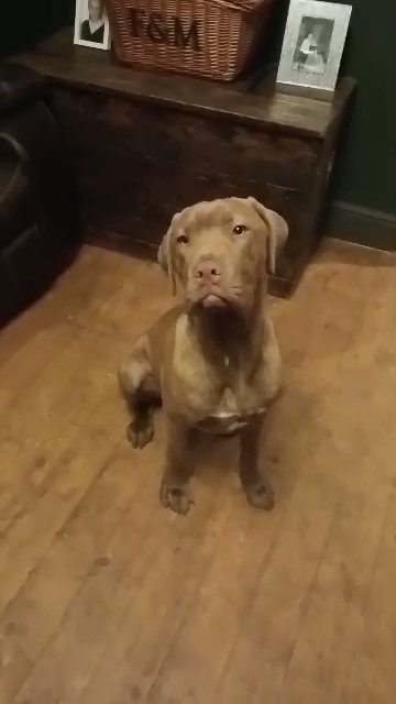bandogge mastiff pup in Kettering