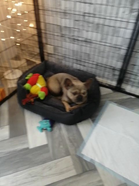 French bulldog girl in Surrey Heath