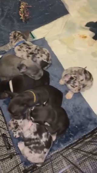 Frenchie Pups 3 Left! in Telford and Wrekin