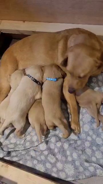 5 Generation KC labrador puppies in Manchester