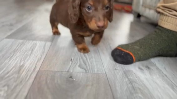 Beautiful Longhair miniature dachshund in London