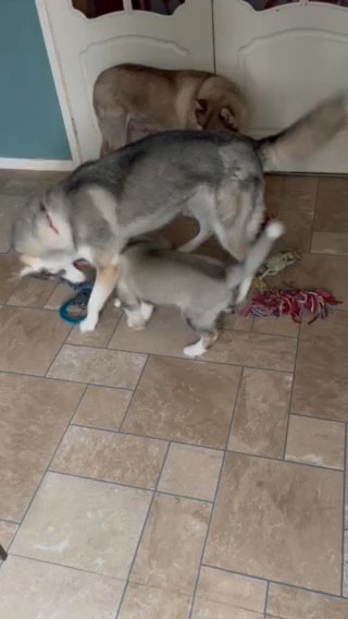 Kc Reg Siberian husky in Birmingham