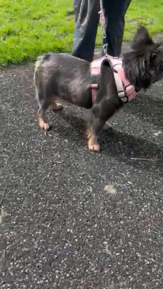 Fluffy Carrying Rojo in West Lancashire