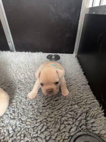 Adorable KC registered French bulldog in Lincoln