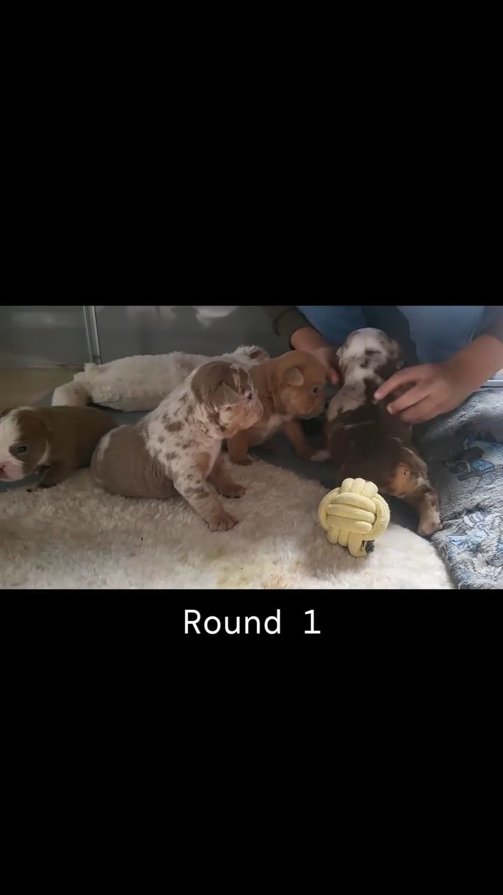 Exotic Bulldogs for Sale in Birmingham