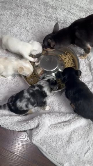 Chihuahua Pups For Rehome in Birmingham