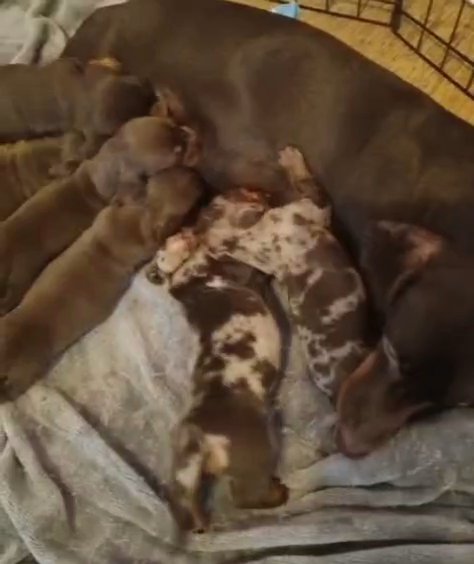 6 gorgeous daschund puppies in Manchester
