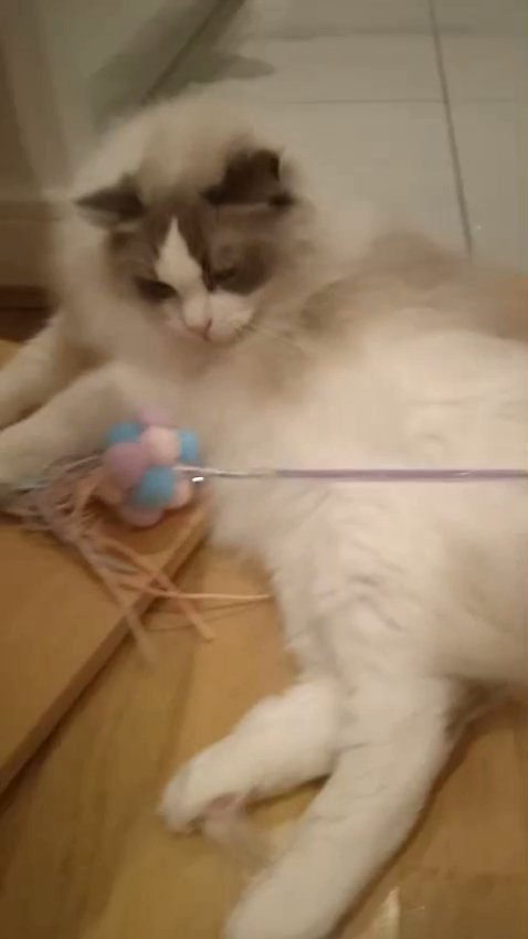 Pedigree,Beautiful Big size, chunky and fluffy Bluebicolor Ragdoll boy for adoption in London