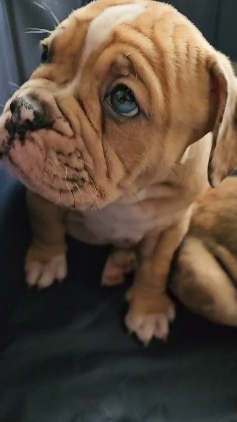 *5 LEFT* REDUCED 8 Purebred Olde English Bulldogge Puppies in London