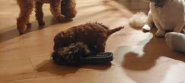 KC registered Toy Poodle. only one left in Bracknell Forest