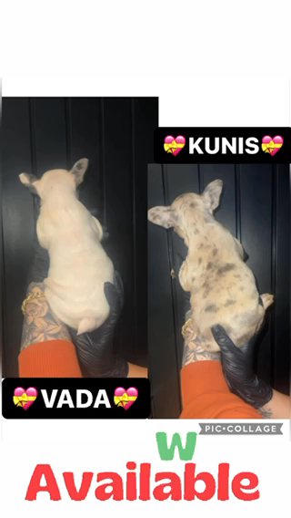 Vada stunning Frank Lucas Pup in Birmingham