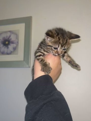 Bengal Kitten in St Albans