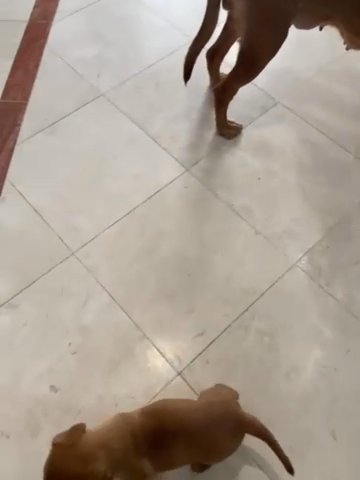 DDB Gorgeous beautiful 5⭐️ Girl Pups in London