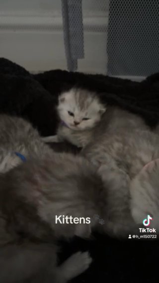 Rare Fluffy Persian Folds in Manchester