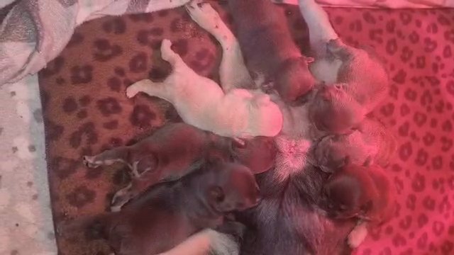 french bulldog pet priced in Leeds