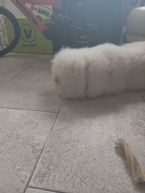 ? Adorable Female Chow Chow in Warrington