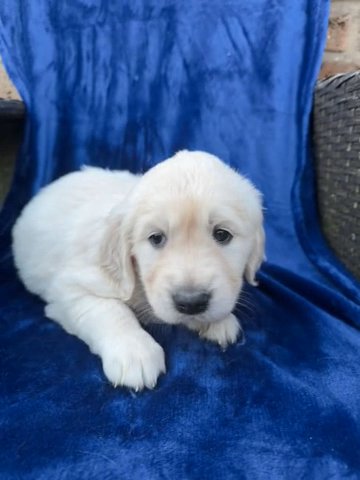 GOLDEN Retriever show ONLY 3 Boys And 1girl Available in Lincoln