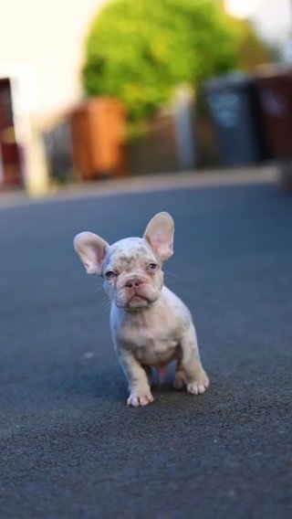 French Bulldogs in London