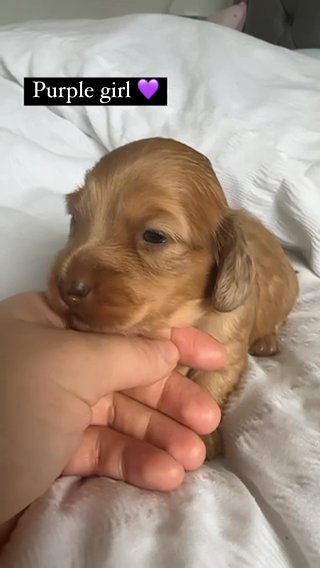 Shaded Red Miniature Dachshund in North West Leicestershire