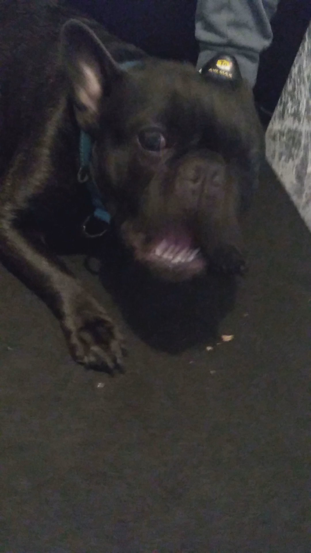 french bulldog boy in London